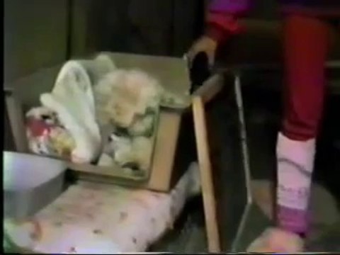 Bichon Frise puppies (newborn 1-day old)