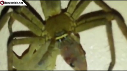 Une araignée déguste un bon gros lézard