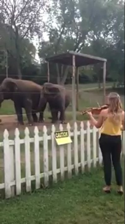 Cette femme fait danser des éléphants en jouant du violon !