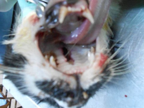 ADANA kedi köpek ACİL VETERİNER KLİNİĞİ