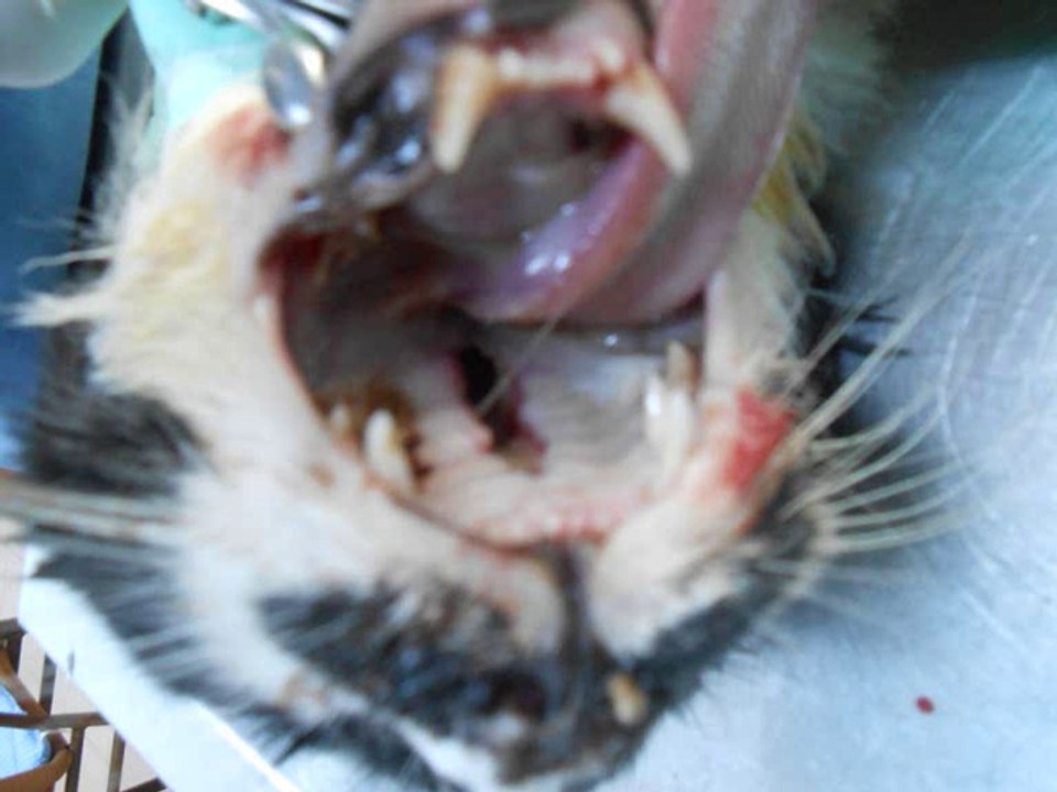 ADANA kedi köpek ACİL VETERİNER KLİNİĞİ