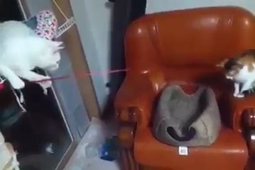 Cute Cats Play With Each Other