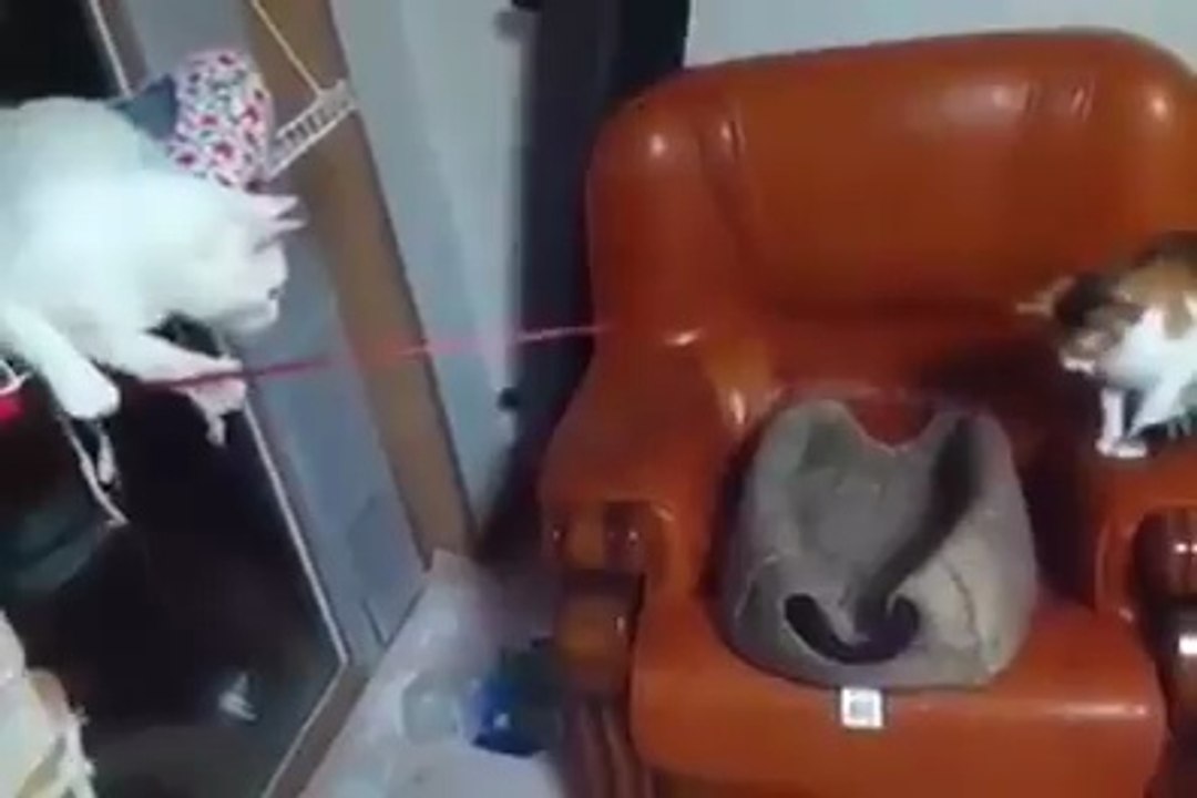 Cute Cats Play With Each Other