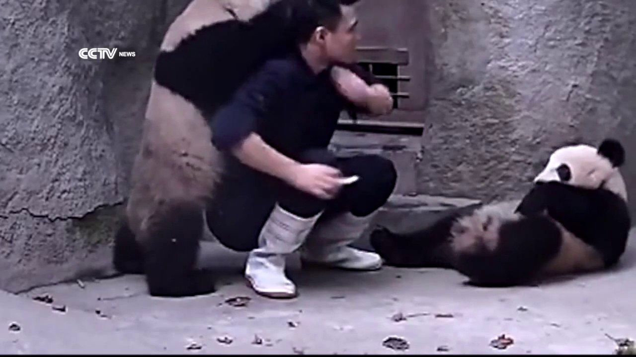 CUTE : 2 Pandas qui ne veulent pas prendre leurs médicament