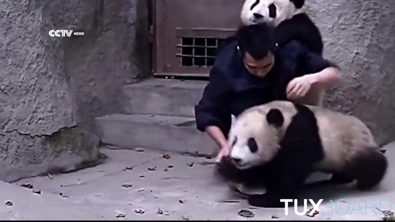2 pandas Benny Hill Edition