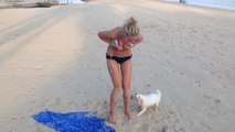 Ce chien adore les Bikinis...