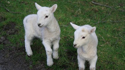 Sounds Of The Countryside | Sheep In The Field