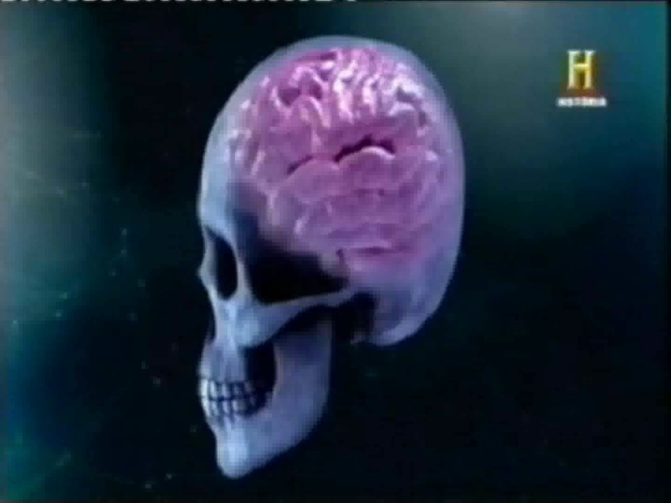 Evolucion del cerebro: Alimentacion