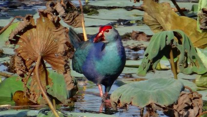 Nature Sounds | Evening Swamp Birdsong