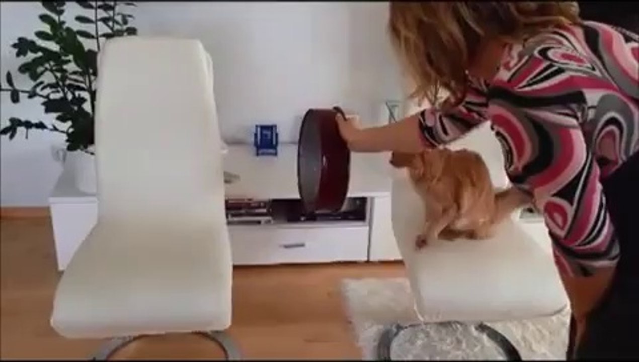 Clickertraining - Katzen springen durch Reifen