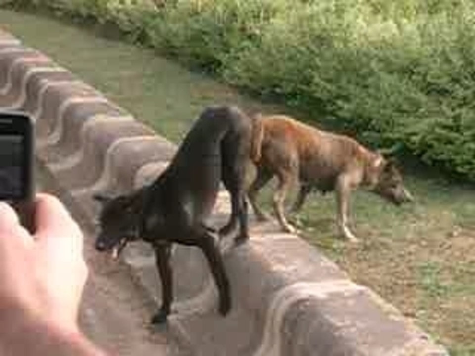chien collé