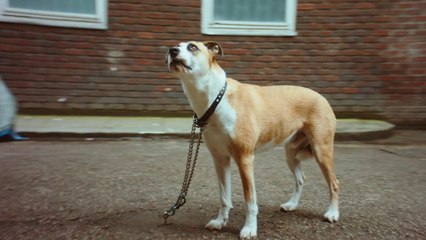 Panda Bear - Mr Noah (Official Video)