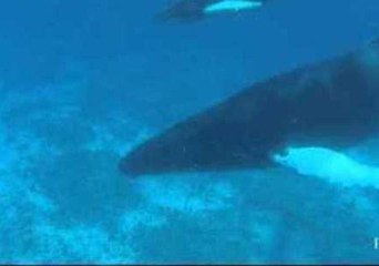 New Born Humpback Calf Goes for a Swim With Mom