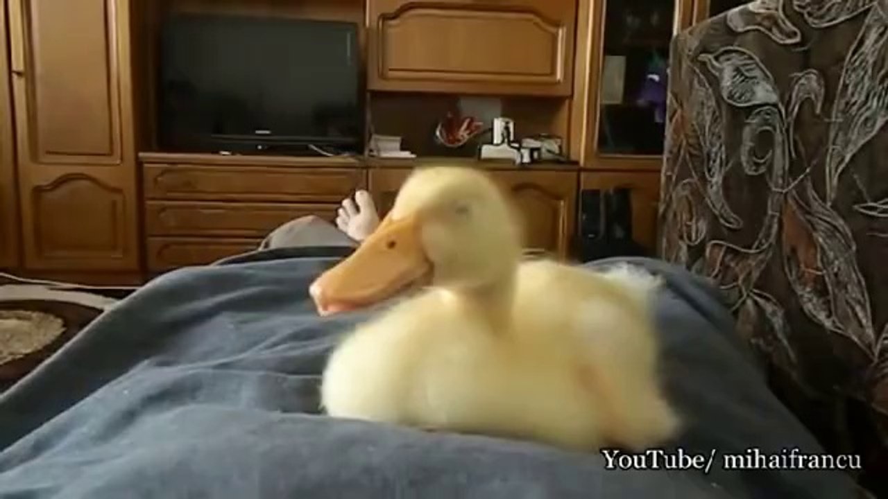 Snoring Duck