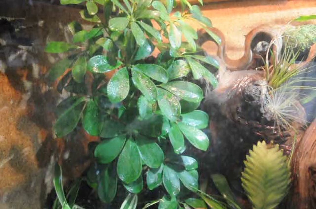 L'arrosage dans le terrarium