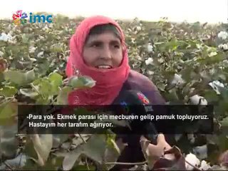 Göç eden Kobanililer ekmeğini pamuktan çıkarıyor