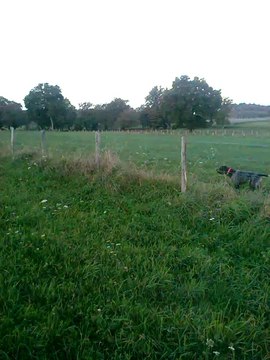 disco à la chasse aux perdreaux