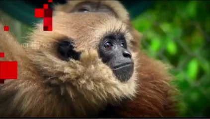 Mille jours pour la Planete. Kalaweit. Radio Canada