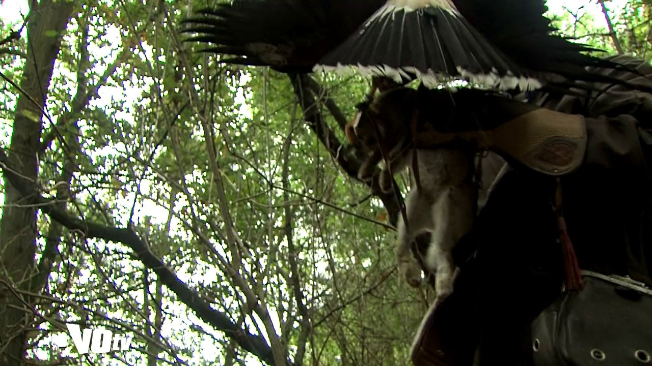 VOTV Base de loisirs : Des rapaces débusquent les lapins