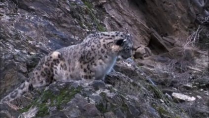 Snow Leopard Chasing Markhor, Karakoram Range, Pakistan