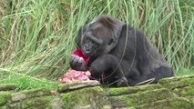 Gorila do zoo de Londres faz 40 anos e ganha bolo