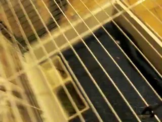 Béryl en mode je me balade dans l'appart à la recherche d'une femelle!