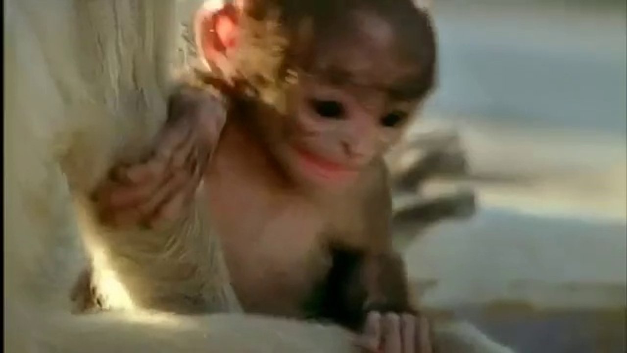 bad monkey