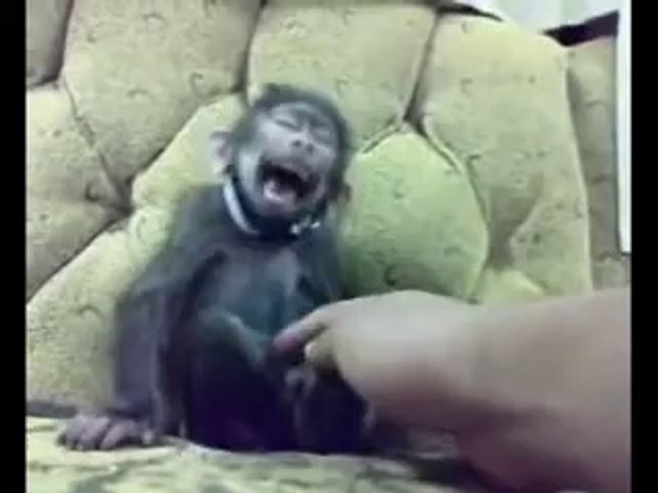 Laughin' monkey / Singe qui rigole