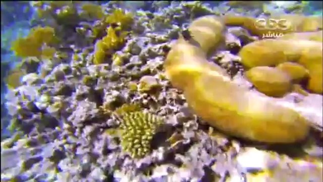 Prime 7 Star Academy 10 - Tableau 2 & Ghada - Part 4 - 23/10 - ستار أكاديمي