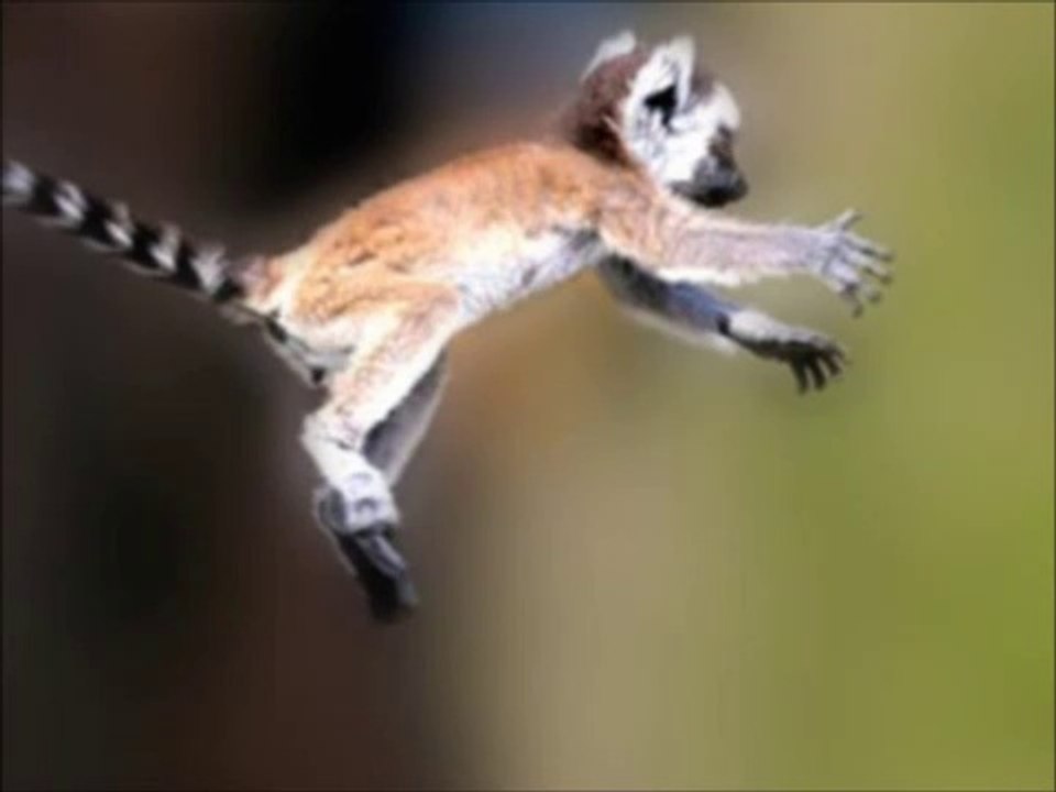 They Bounce! - Lemur and Bush Baby