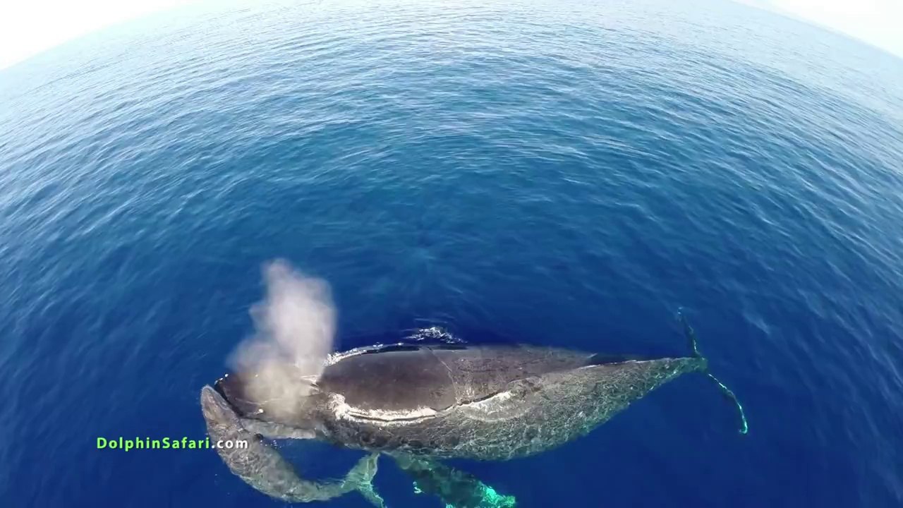 Un drone filme des centaines de dauphins et baleines