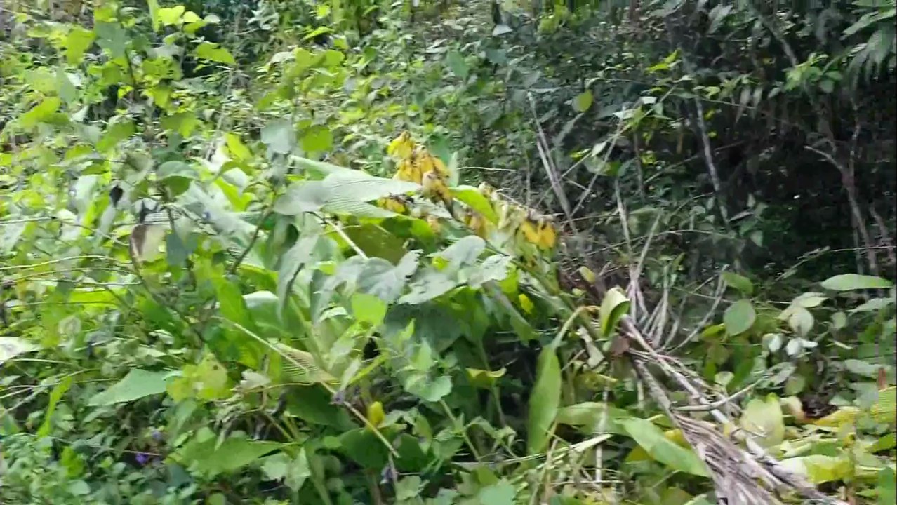 guimaras
