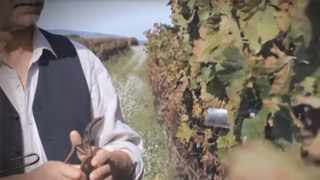 TV3 - 33 recomana - Most. Penedès Festival Internacional de Cinema del Vi i el Cava. Diversos espa