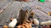 Écureuils qui font des provisions