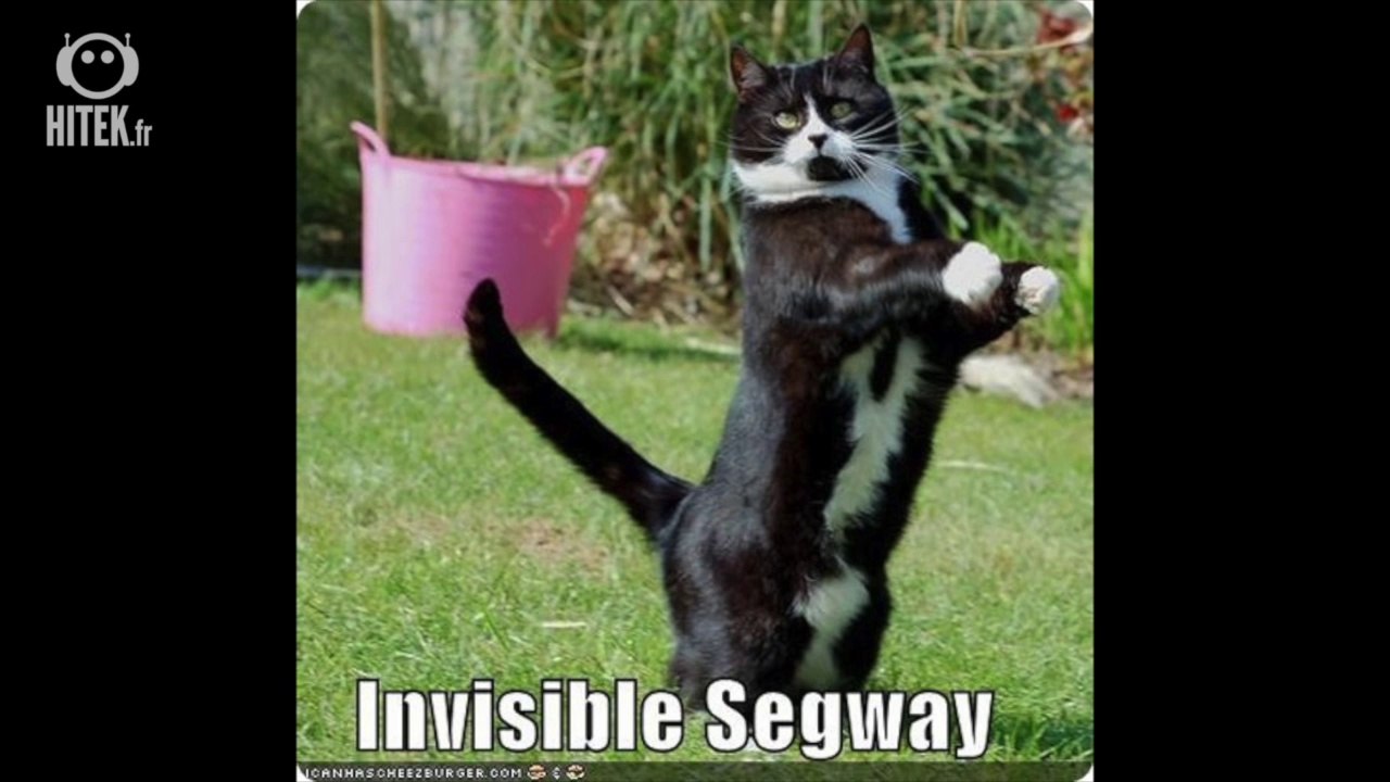 Top 25 des chats utilisant des objets invisibles