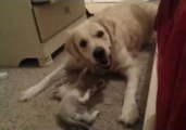 Golden Retriever and Kitten Play Together