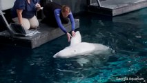 Georgia Aquarium Announces Beluga Whale's Pregnancy