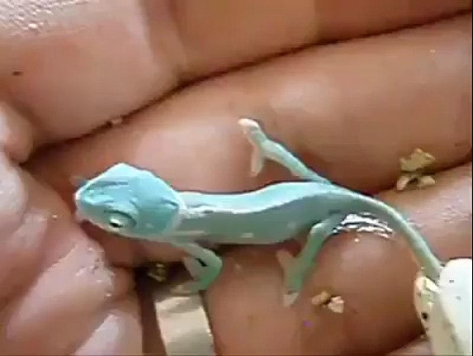La naissance d'un caméléon !
