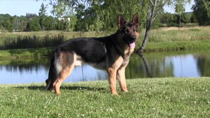 CC PROTECTION DOGS STUD DOG NICCO| CCPROTECTIONDOGS.COM