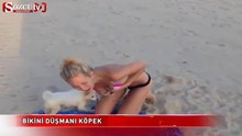 Bikini düşmanı köpek