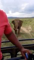 Un éléphant sauvage charge une Jeep en plein safari au Sri Lankan!