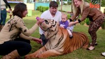 Brazilian Family Feeding 7 Tigers At Home