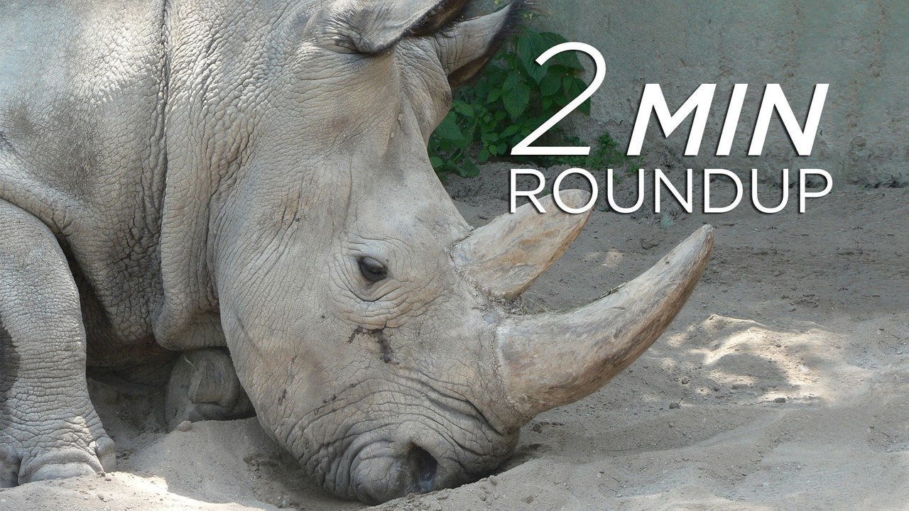 Death of a rare rhino, record poaching arrests and a campaign to end the fur trade