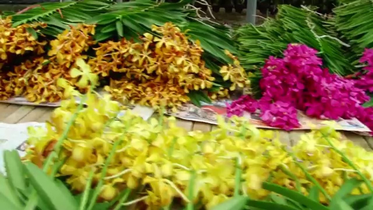Pearl Orchids