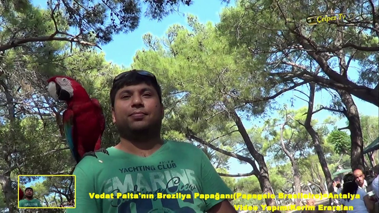 Vedat Palta'nın Brezilya Papağanı(Papagaio Brasileiro)=Antalya