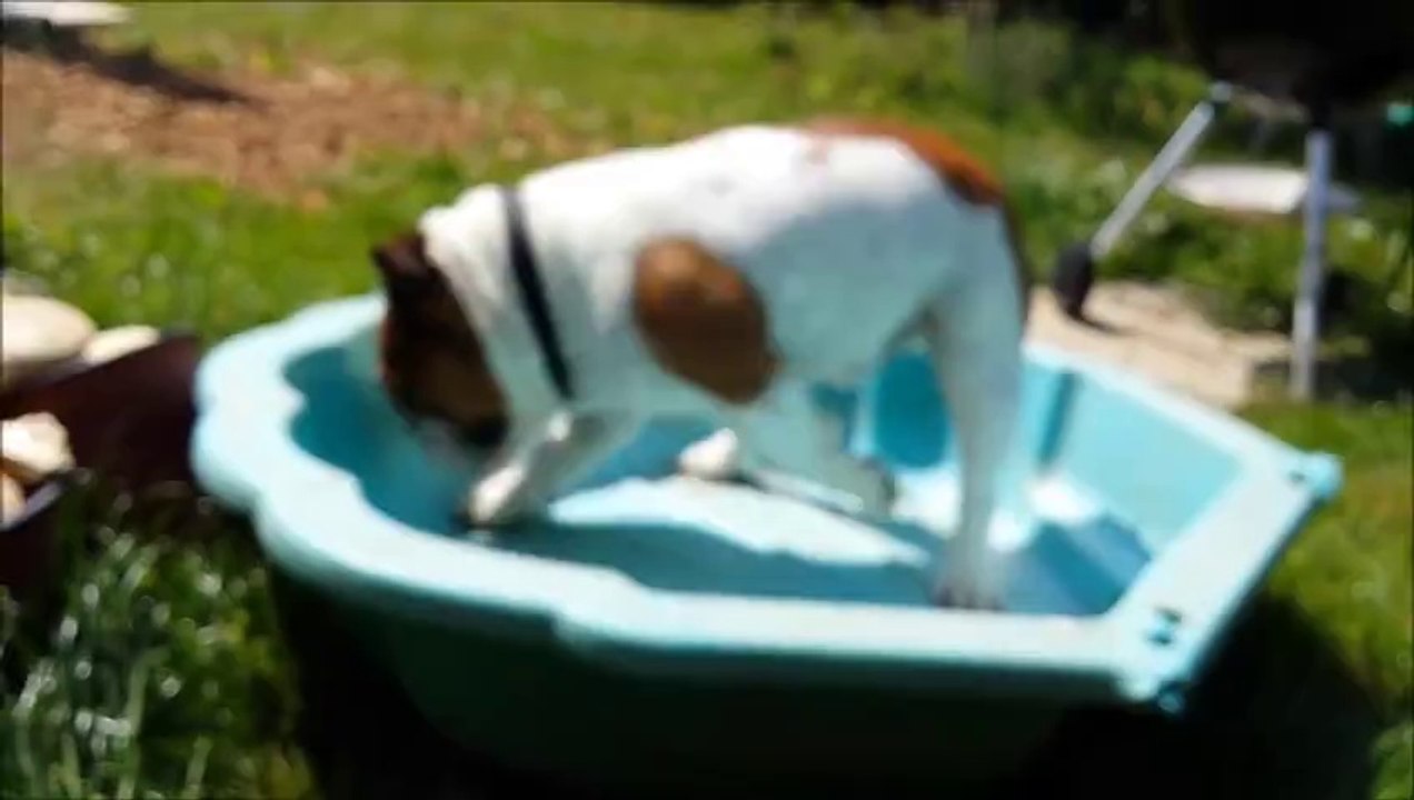 Bulldog Anglais - Gugusse-Boomba 3 ans et demi de Folie et c'est pas fini !!!