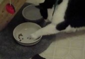 Ambidextrous Cat Shows Off Unique Eating Technique