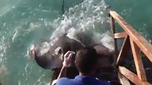 Stingrays close to person