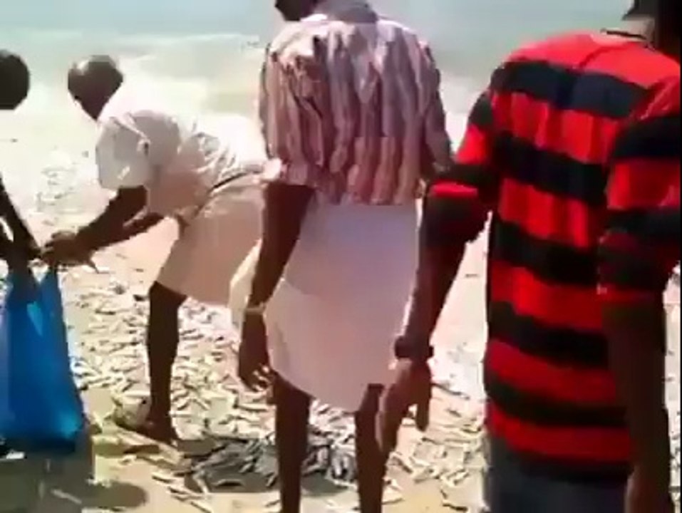 alot of fishes at beach