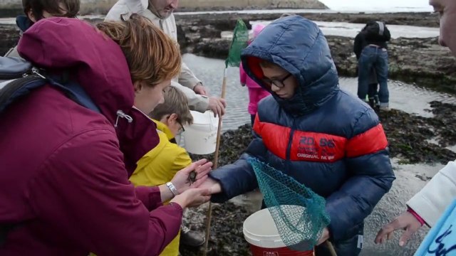 A la découverte de l'estran rocheux de Port-en-Bessin